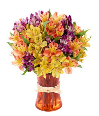 Impressive Peruvian Lily