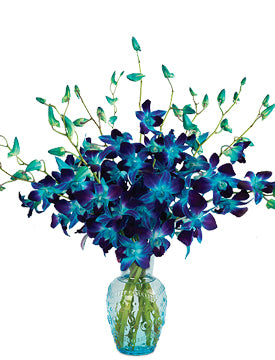Magical Blue Orchid - Send Flowers Online
