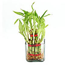 Two Layer Lucky Bamboo Plant